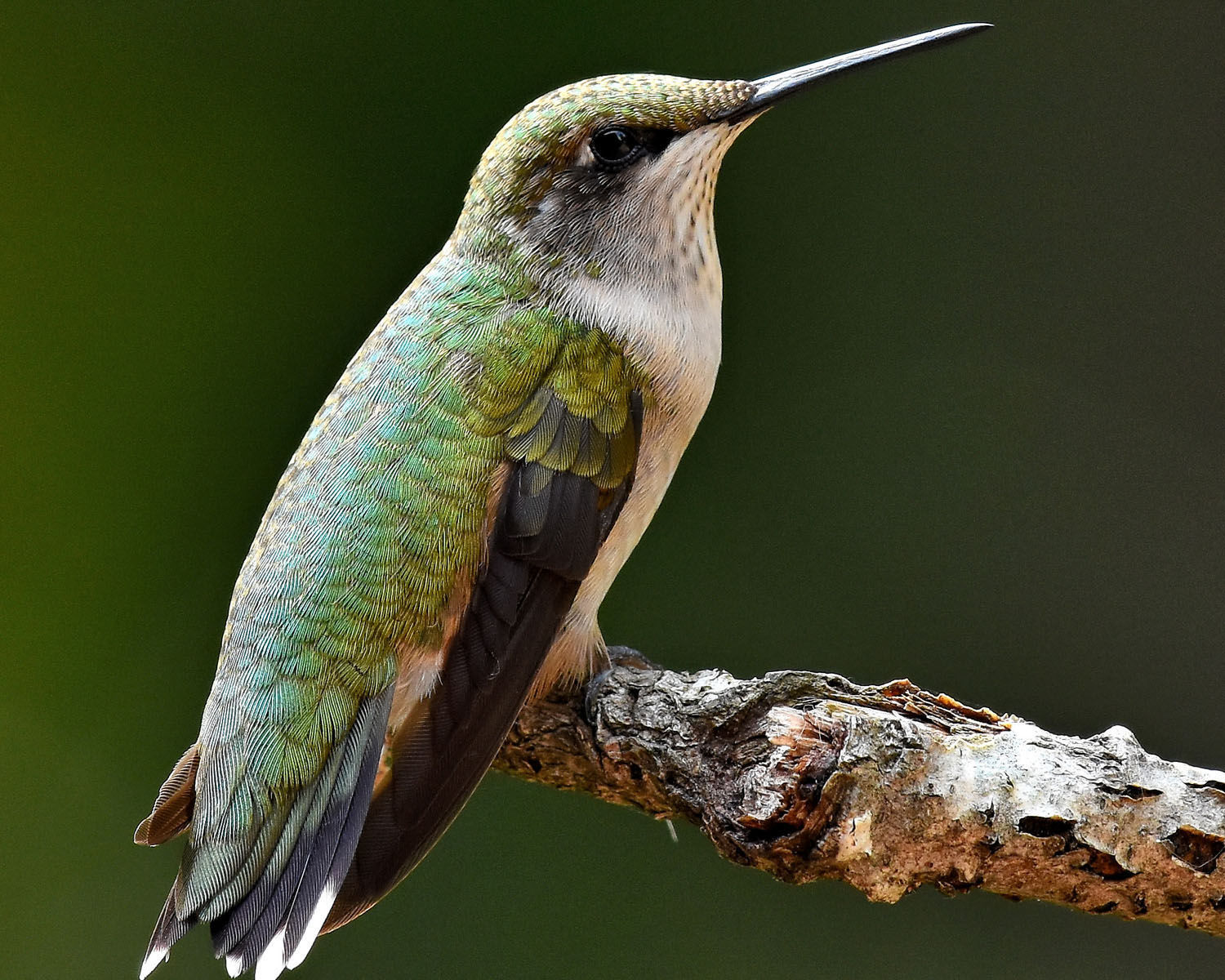 Original hummer
